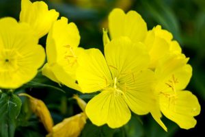 Read more about the article What is Evening Primrose Oil used for and What is the Dose?