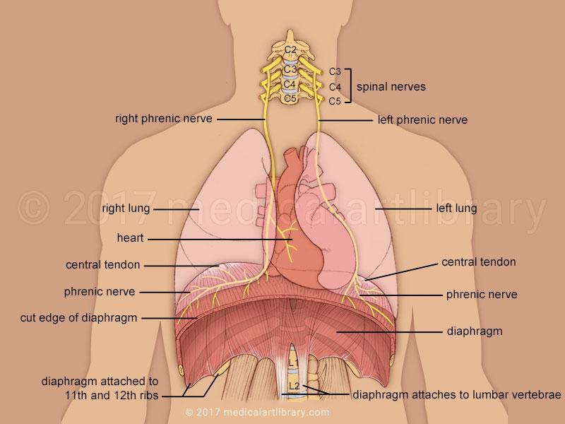 hiccup-phrenic-nerve