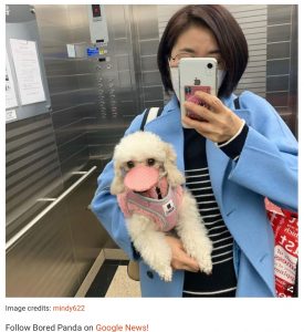 coronavirus-dog-mask