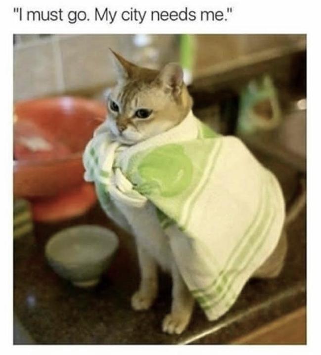 25 Funny Cat Memes 351