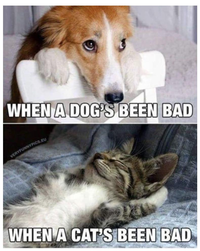 25 Funny Cat Memes 11