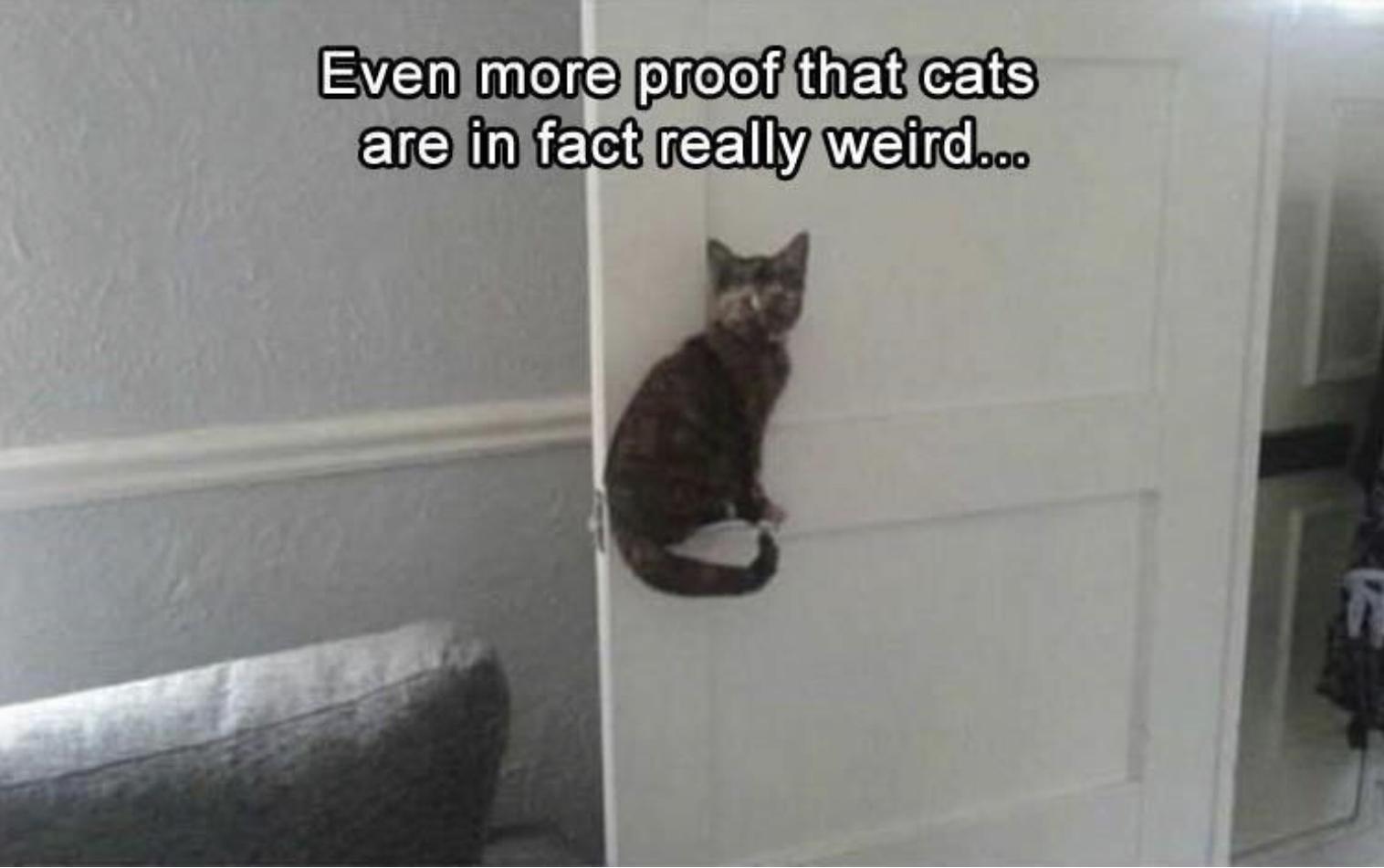 25 Funny Cat Memes 363