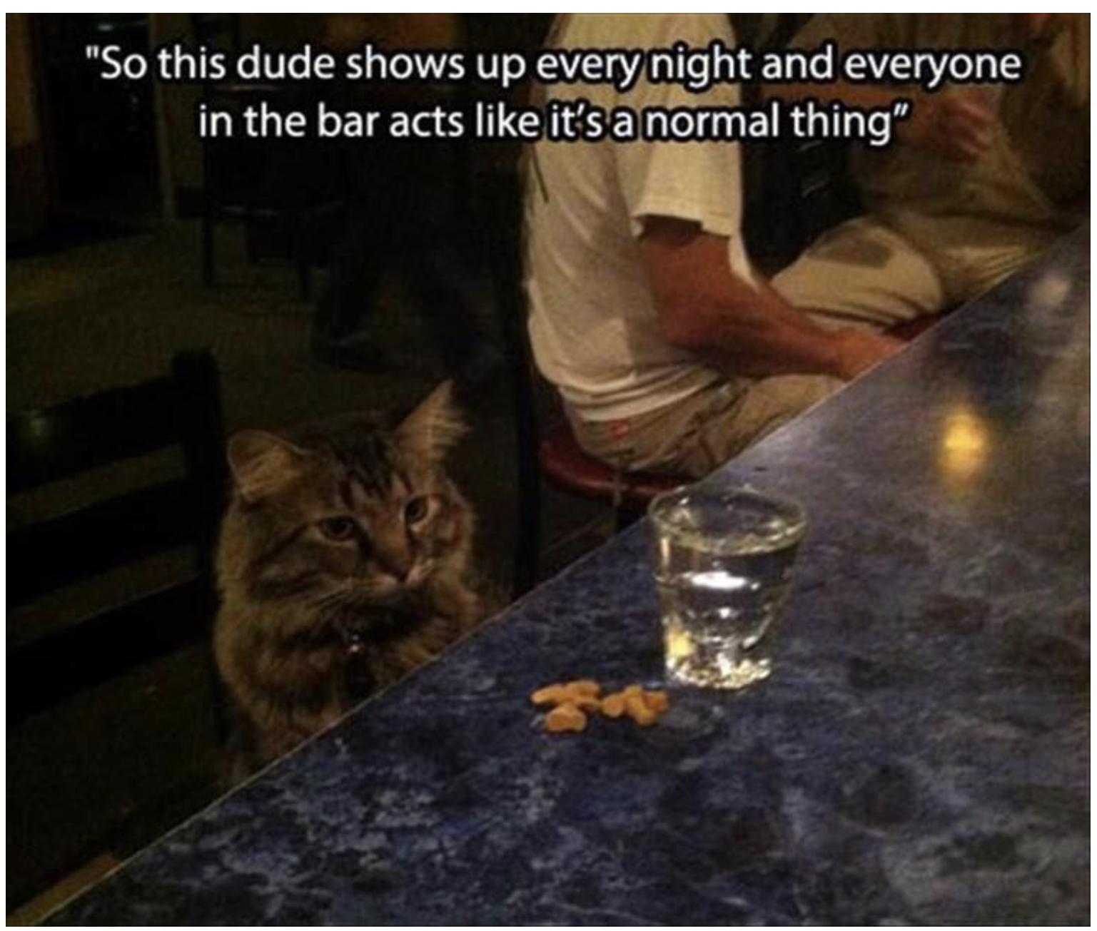 25 Funny Cat Memes 365
