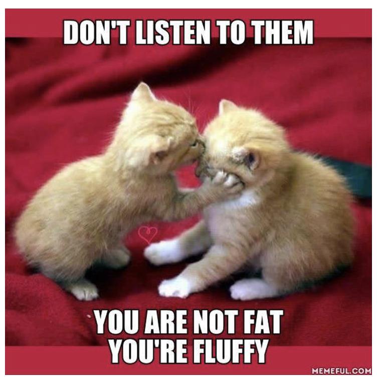 25 Funny Cat Memes 367