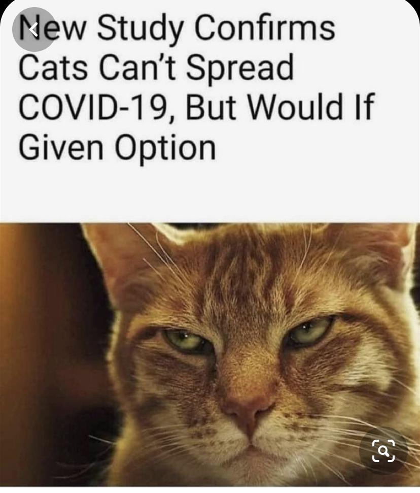 25 Funny Cat Memes 352