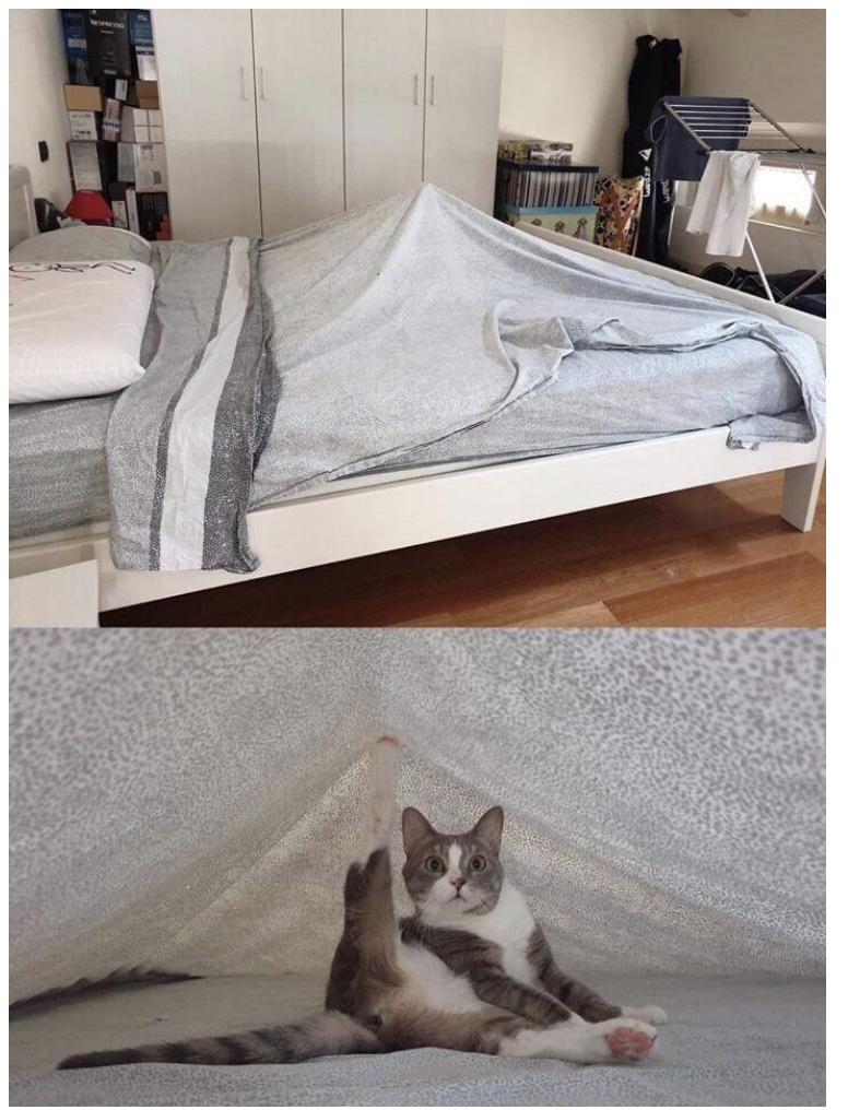 25 Funny Cat Memes 22