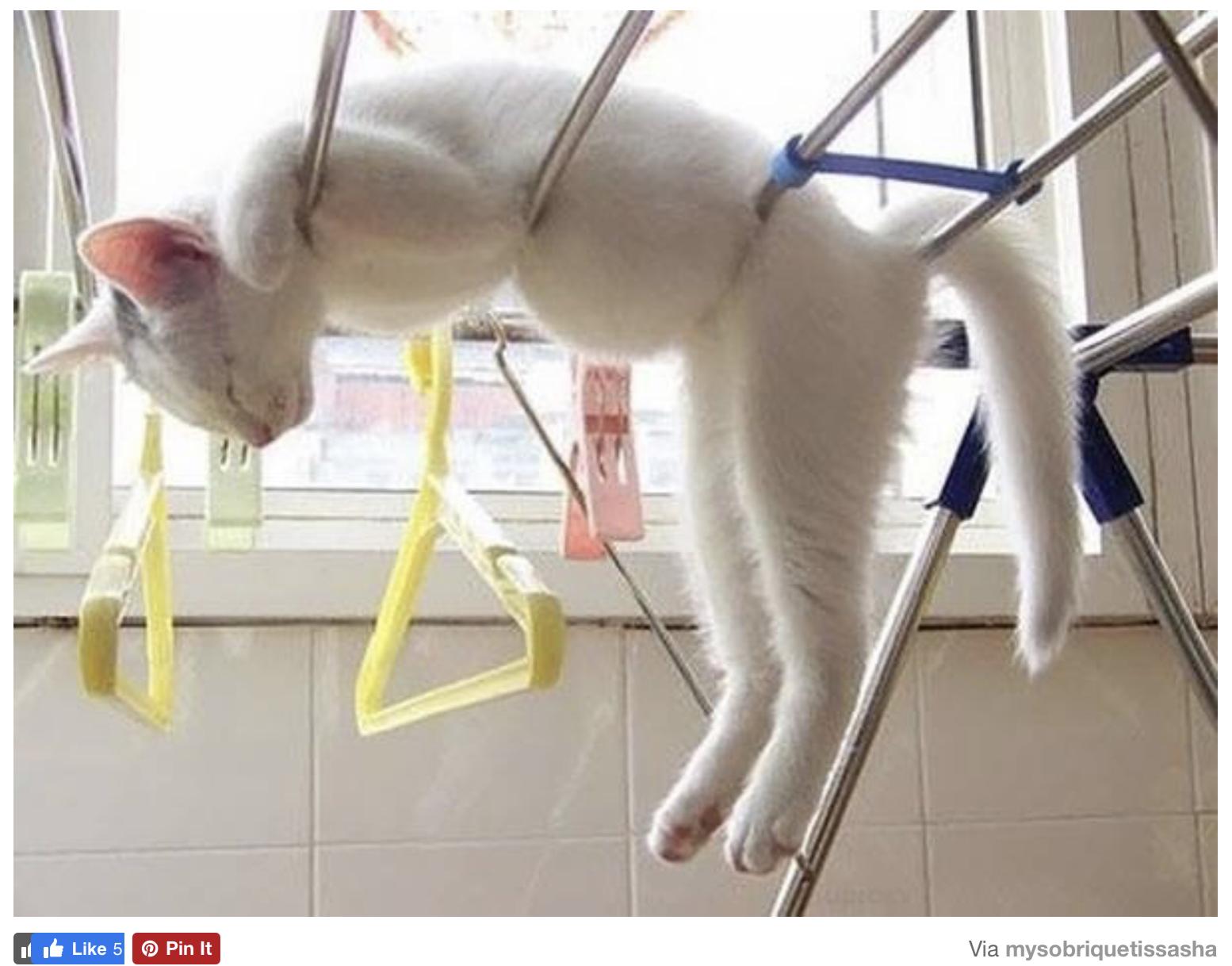 25 Funny Cat Memes 23