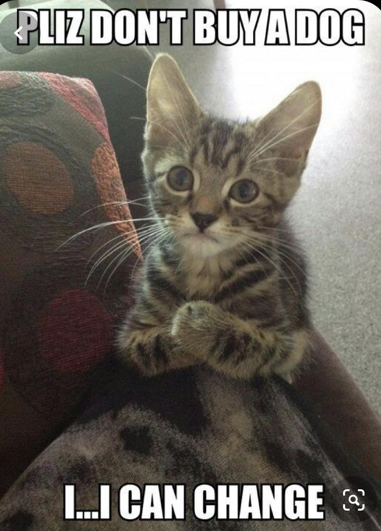 25 Funny Cat Memes 26