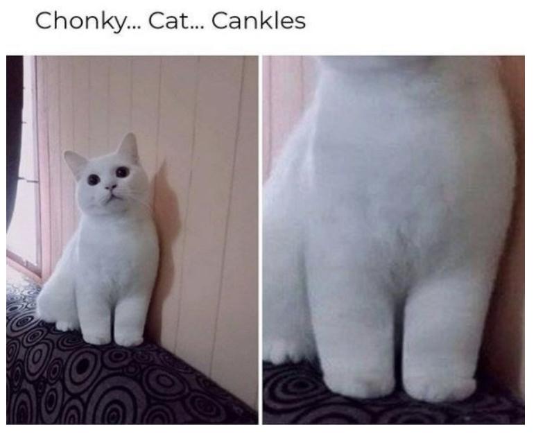 25 Funny Cat Memes 5