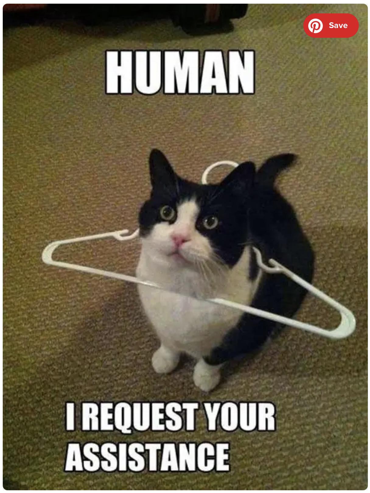 25 Funny Cat Memes 6