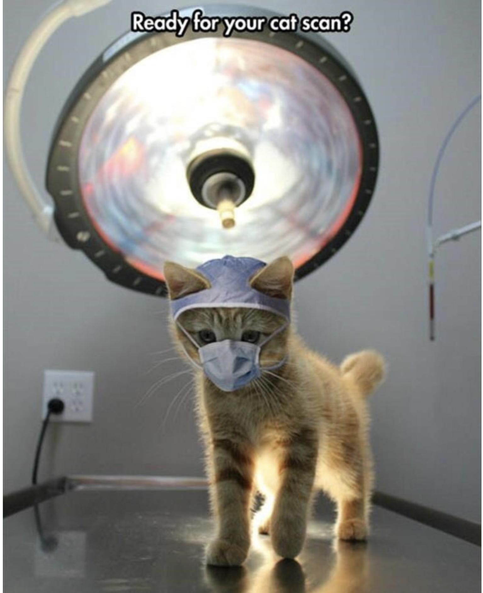 25 Funny Cat Memes 7