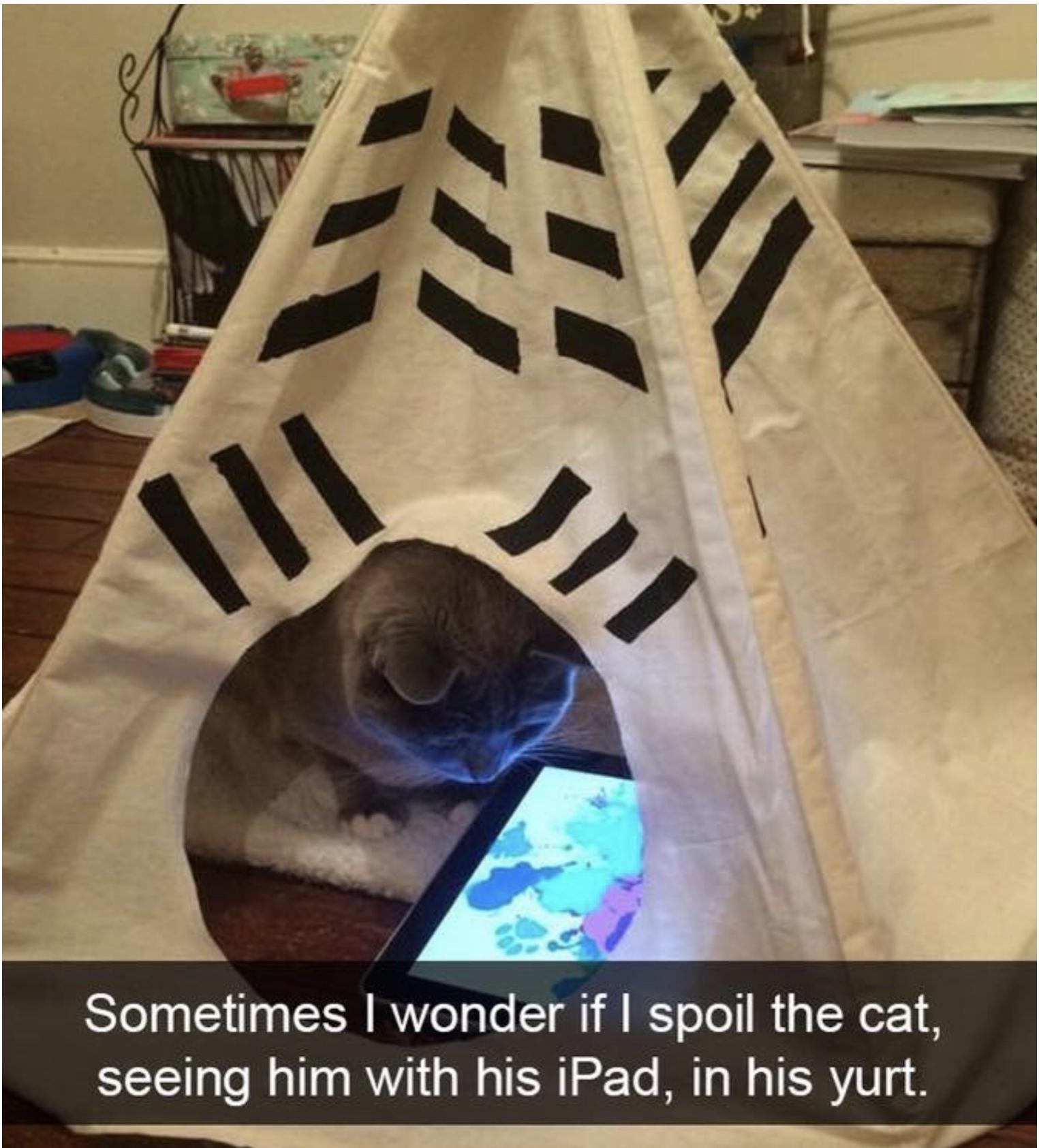 25 Funny Cat Memes 357