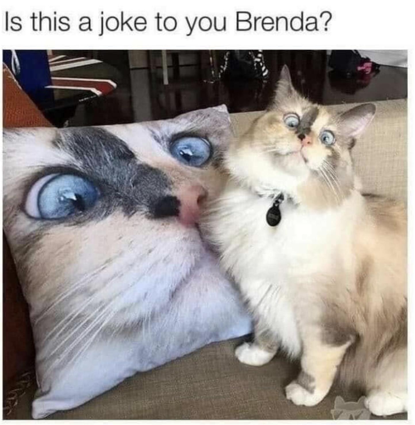 25 Funny Cat Memes 10