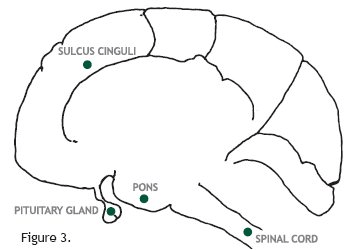 The Creation of Adam by Michelangelo - 11 Interesting Facts and Images of the Magnificent Painting 9