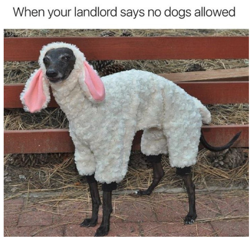 Funny Clean Memes 2021 4