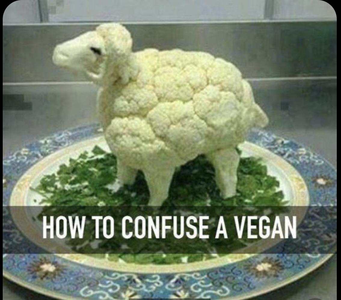 30 Clean Funny Animal Memes 2021 - Live One Good Life
