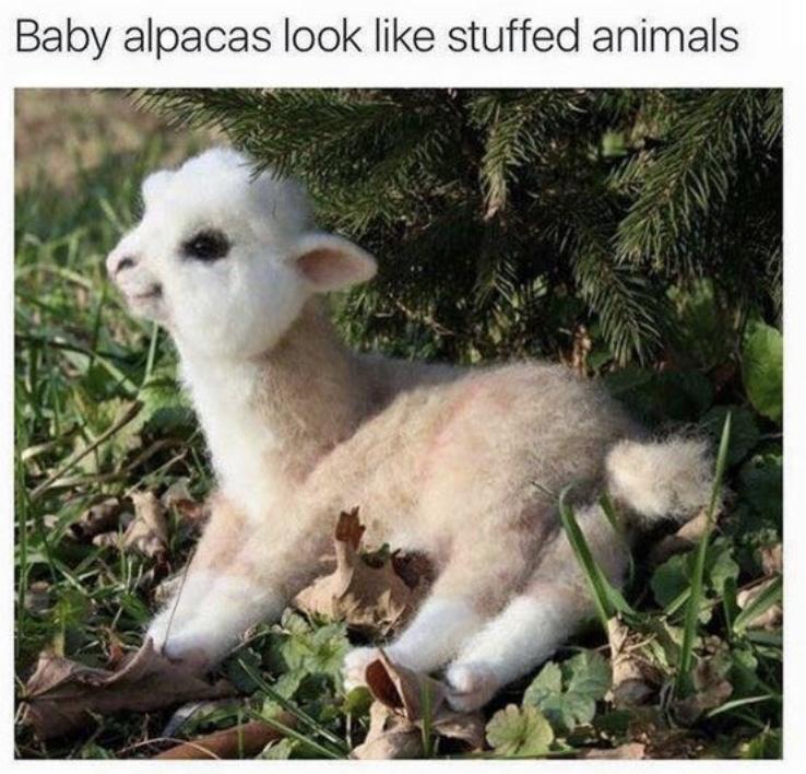 30 Clean Funny Animal Memes 2021 56