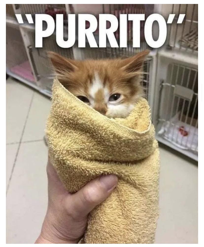 30 Clean Funny Animal Memes 2021 14