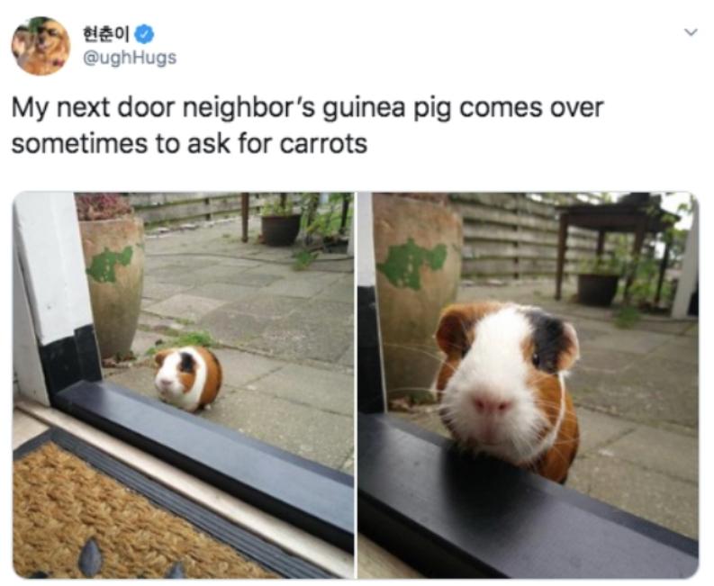 30 Clean Funny Animal Memes 2021 16