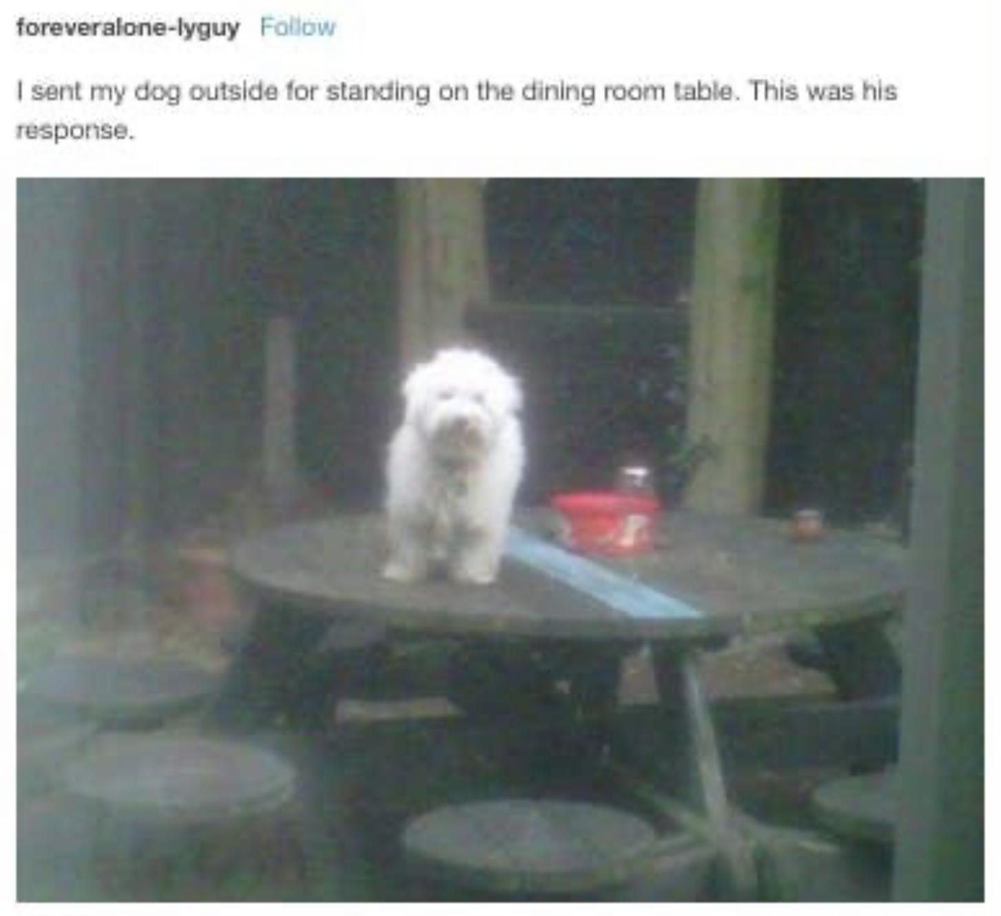 30 Clean Funny Animal Memes 2021 20