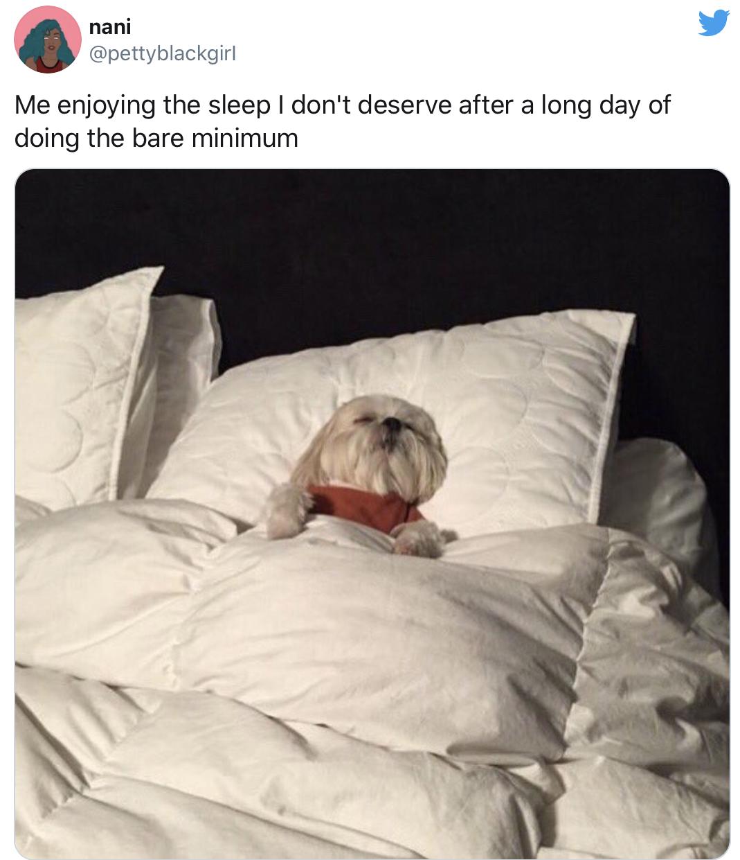 30 Clean Funny Animal Memes 2021 22