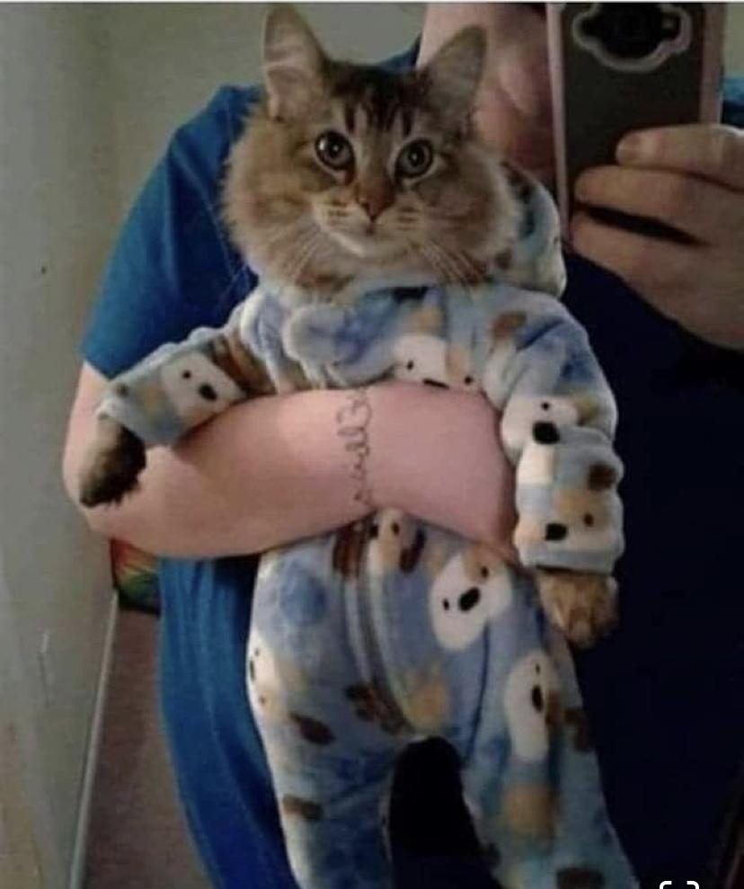 30 Clean Funny Animal Memes 2021 25