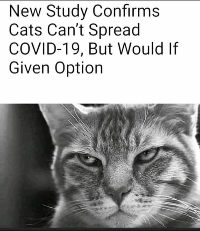 30 Clean Funny Animal Memes 2021 26
