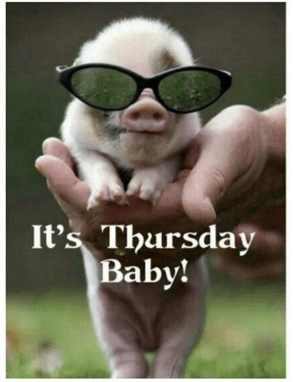 30 Clean Funny Animal Memes 2021 Live One Good Life