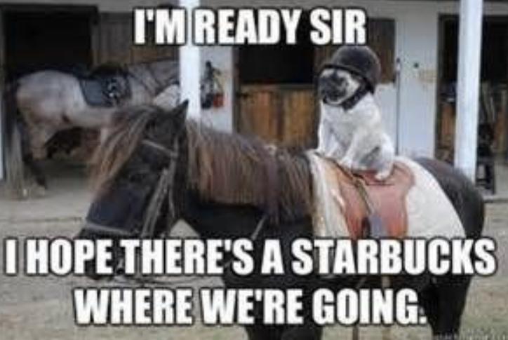 30 Clean Funny Animal Memes 2021 4