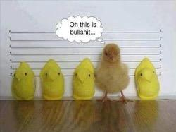 30 Clean Funny Animal Memes 2021 31