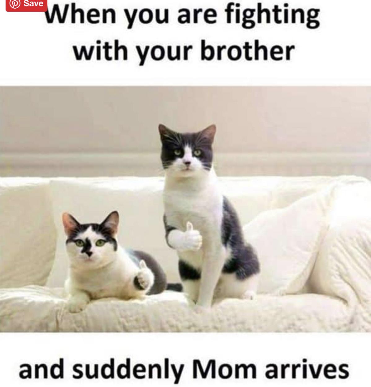 30 Clean Funny Animal Memes 2021 7