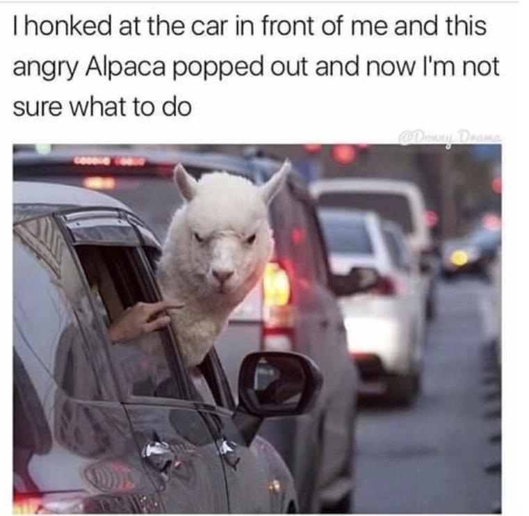 30 Clean Funny Animal Memes 2021 8