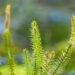 huperzine-a-supplement-information